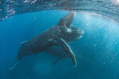 ourplanet-stevebenjamin
