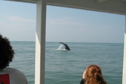 turismobaleias